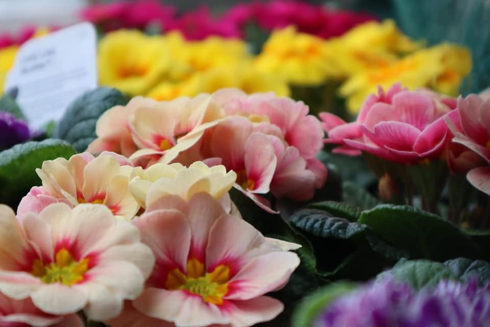 145588737_4493432564005155_498968551831240129_n