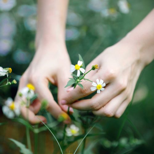 anthering-pflanzen-500x500