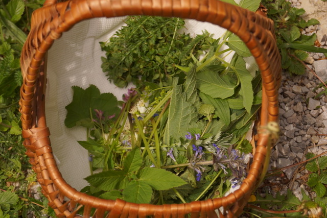 kraeuterspaziergang-antheringer-au